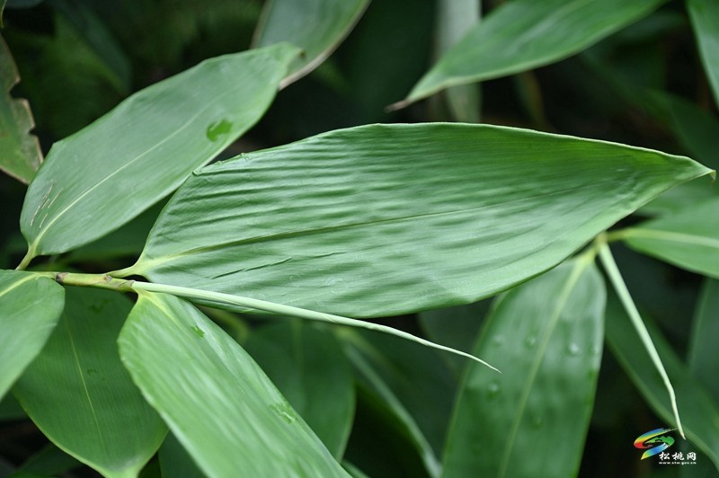 瓦溪鄉(xiāng)：4000余畝野生粽葉變“致富葉”