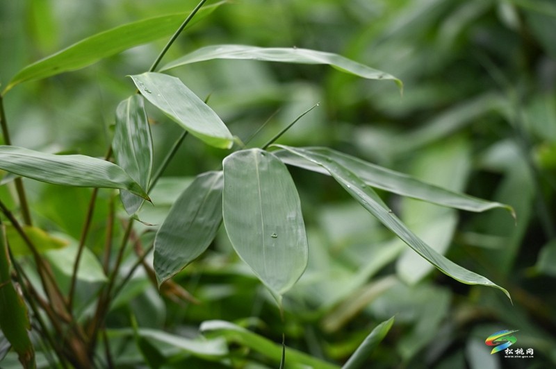 瓦溪鄉(xiāng)：4000余畝野生粽葉變“致富葉”