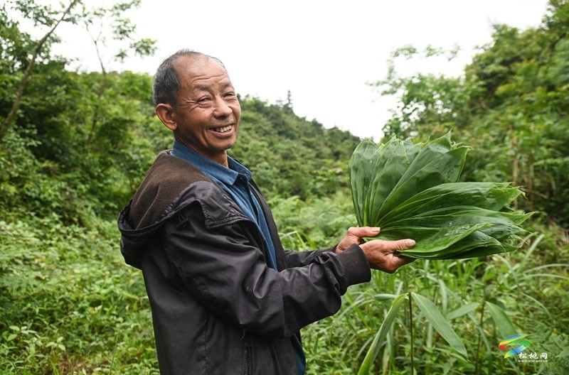 瓦溪鄉(xiāng)：4000余畝野生粽葉變“致富葉”