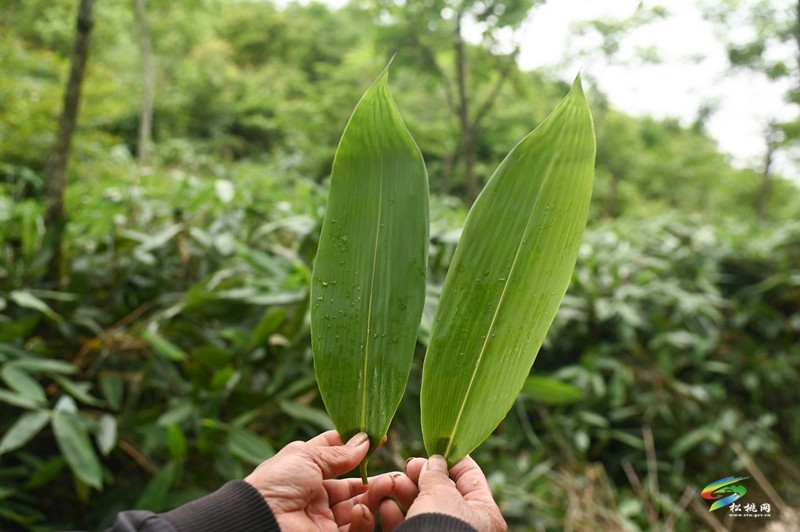 瓦溪鄉(xiāng)：4000余畝野生粽葉變“致富葉”