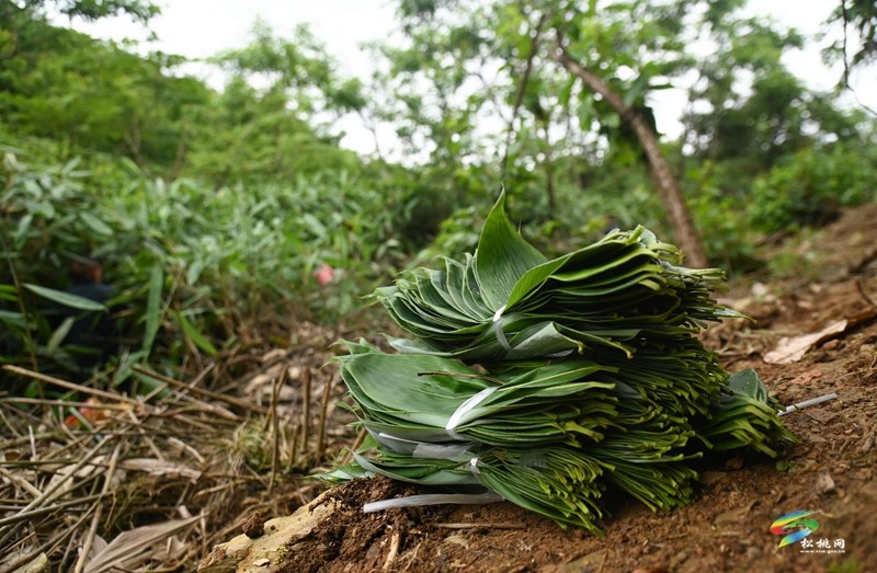 瓦溪鄉(xiāng)：4000余畝野生粽葉變“致富葉”