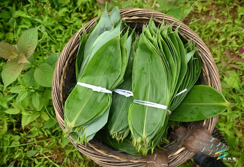 瓦溪鄉(xiāng)：4000余畝野生粽葉變“致富葉”