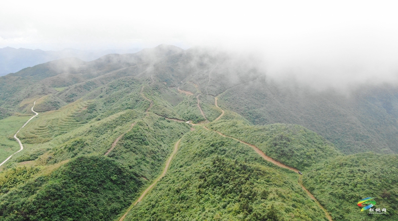 瓦溪鄉(xiāng)：4000余畝野生粽葉變“致富葉”