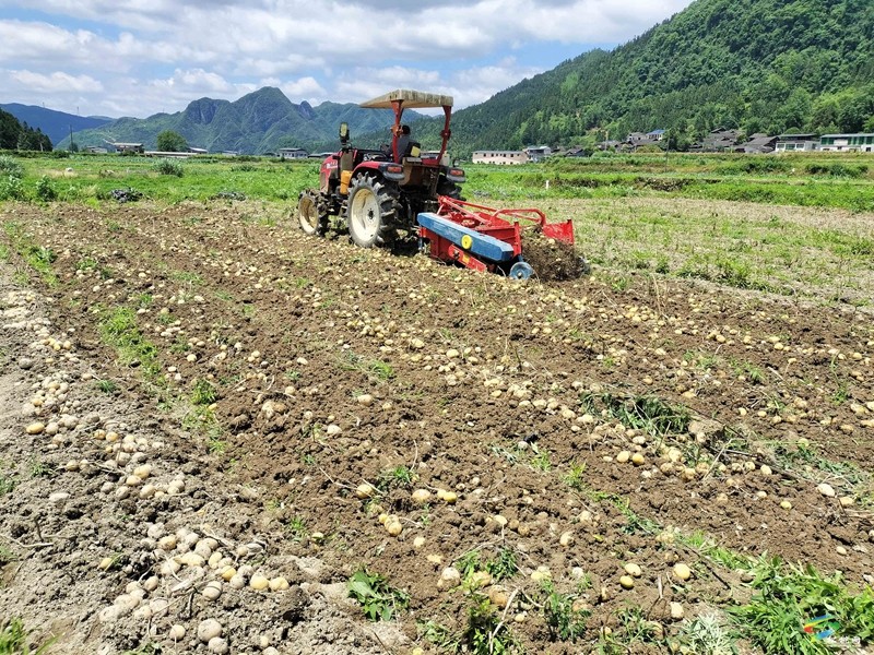 松桃：開展馬鈴薯示范基地測產(chǎn)驗收