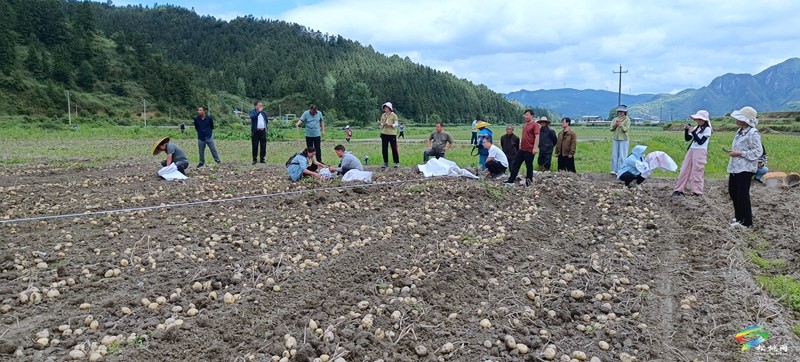 松桃：開展馬鈴薯示范基地測產(chǎn)驗收
