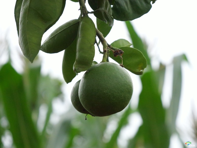 迓駕鎮(zhèn)青山村：借鑒“千萬(wàn)工程”經(jīng)驗(yàn)  解鎖鄉(xiāng)村振興“密碼”