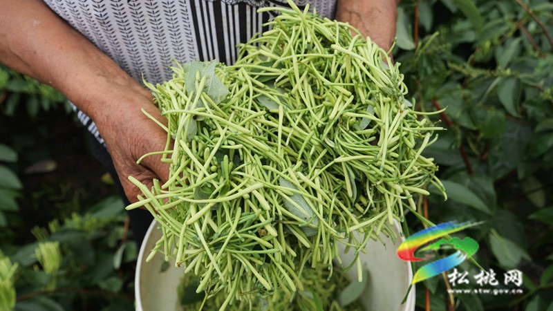 甘龍鎮(zhèn)友杠村：山銀花開“金銀”來