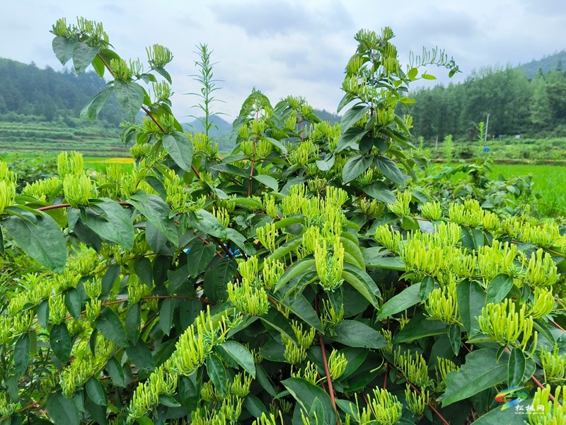 永安鄉(xiāng)：金銀花田采摘忙