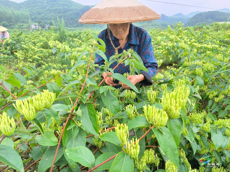 永安鄉(xiāng)：金銀花田采摘忙