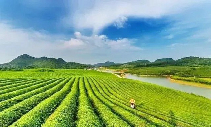 走進銅仁,探尋一片葉子的故事