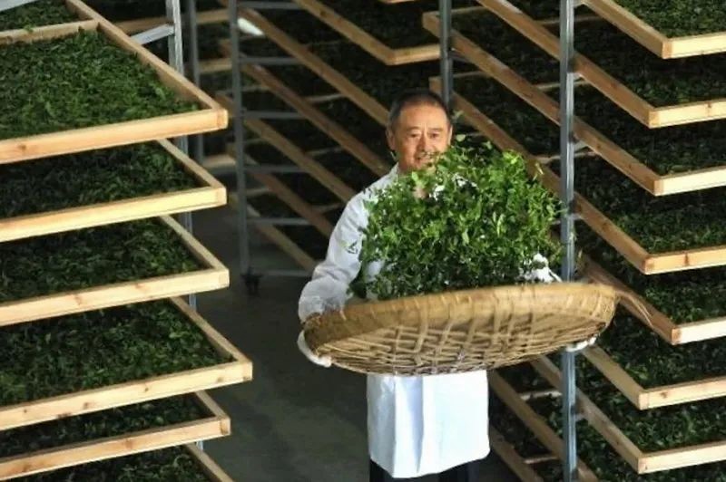 走進銅仁,探尋一片葉子的故事
