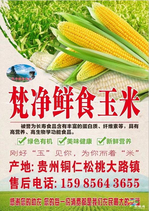 【粵黔協(xié)作·莞愛銅行】松桃：鮮食玉米迎豐收 黔貨又雙叒叕出山了