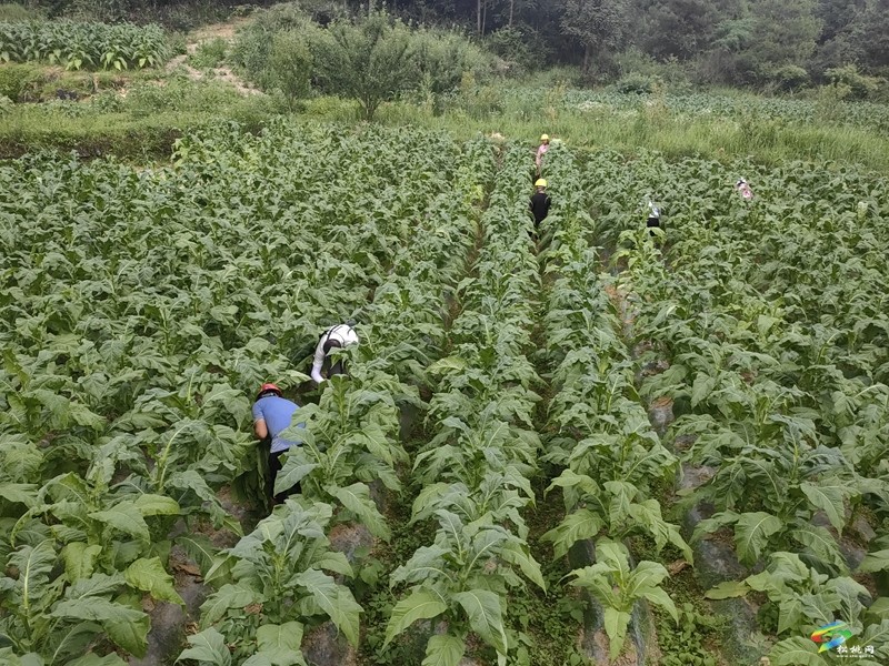 冷水溪鎮(zhèn)：頭茬煙葉成熟季  煙農(nóng)采摘烤煙忙