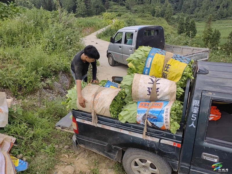 冷水溪鎮(zhèn)：頭茬煙葉成熟季  煙農(nóng)采摘烤煙忙