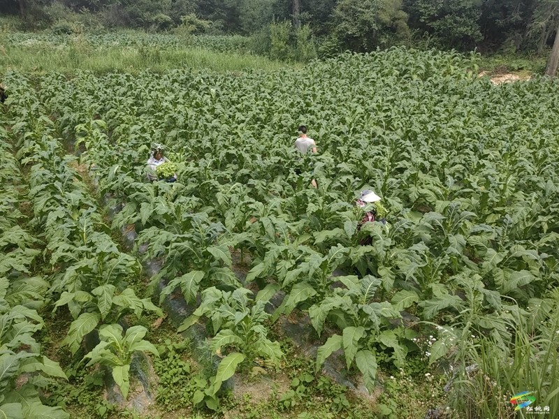 冷水溪鎮(zhèn)：頭茬煙葉成熟季  煙農(nóng)采摘烤煙忙