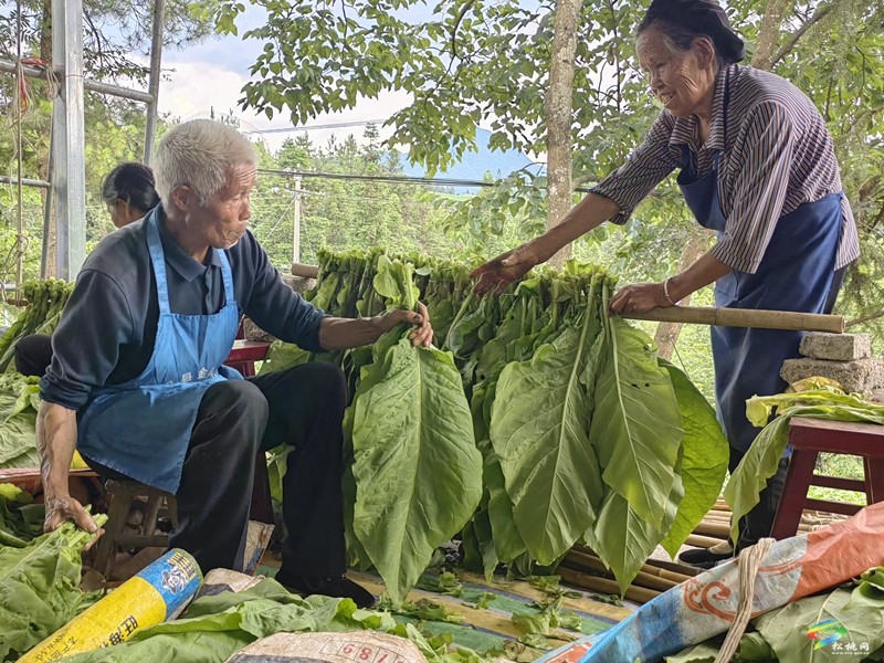 冷水溪鎮(zhèn)：頭茬煙葉成熟季  煙農(nóng)采摘烤煙忙