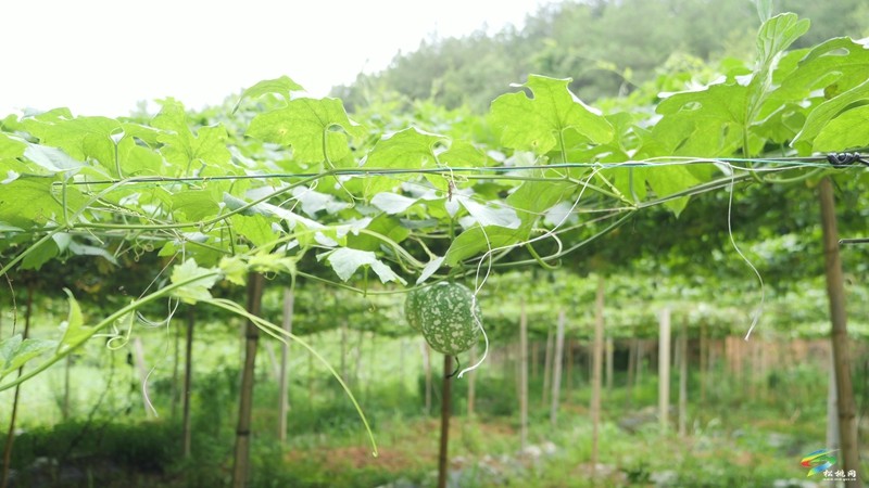 盤(pán)石鎮(zhèn)盤(pán)石村：以“千萬(wàn)工程”為引領(lǐng)   繪就鄉(xiāng)村振興新圖景
