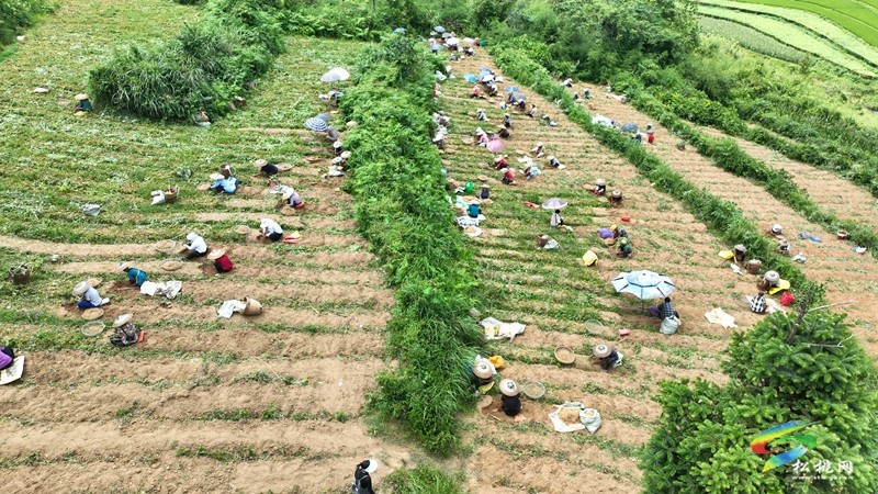 正大鎮(zhèn)：200余畝太子參喜迎豐收