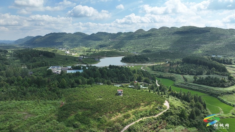 正大鎮(zhèn)正光村：蜂糖李“甜蜜”上市