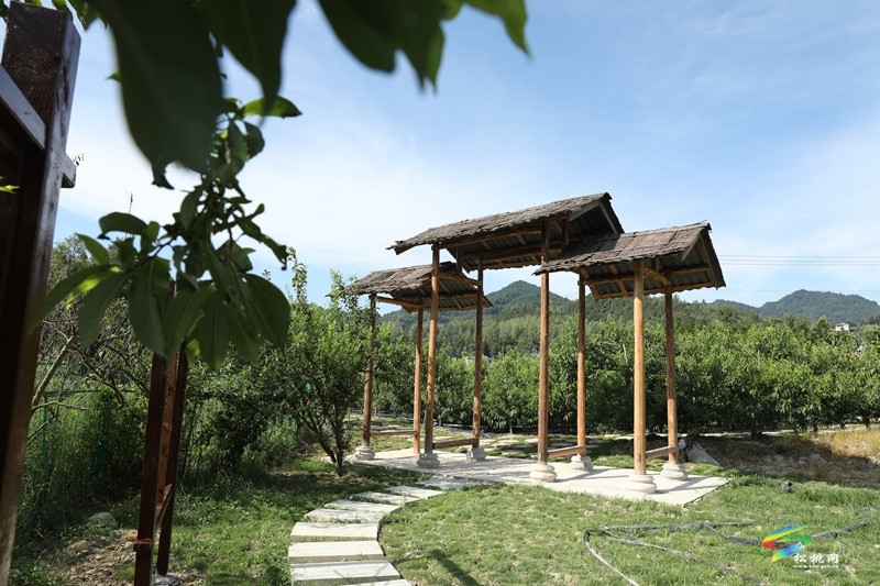 桃李滿枝頭  “豐”景美如畫