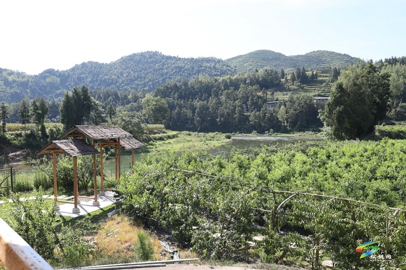 桃李滿枝頭  “豐”景美如畫