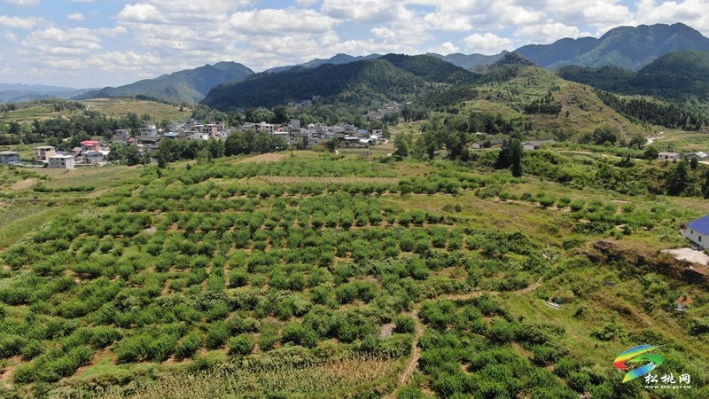 世昌街道：奈李成熟采摘忙 致富之路果飄香