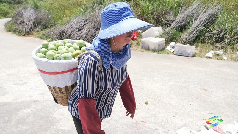 世昌街道：奈李成熟采摘忙 致富之路果飄香