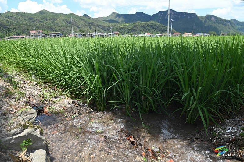 烏羅鎮(zhèn)：統(tǒng)一調(diào)度用水 保障農(nóng)田灌溉