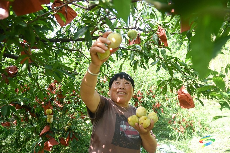盤信鎮(zhèn)：奈李采摘正當(dāng)時(shí) 鮮果飄香富農(nóng)民