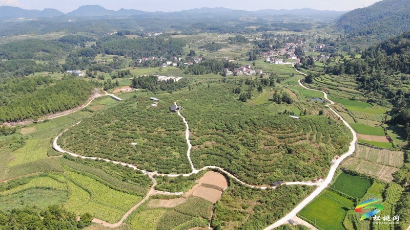 盤信鎮(zhèn)樓臺(tái)村：黃桃豐收季，甜蜜滿枝頭