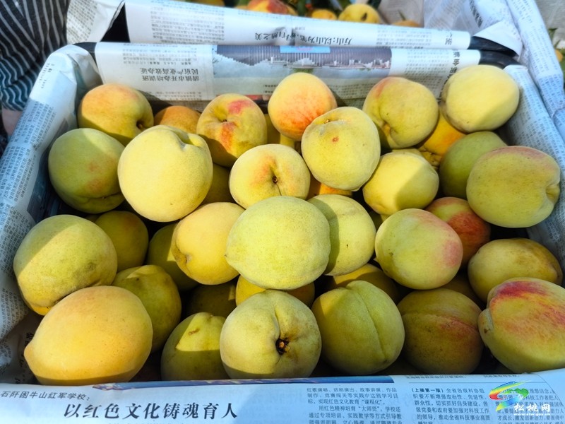 盤信鎮(zhèn)樓臺(tái)村：黃桃豐收季，甜蜜滿枝頭