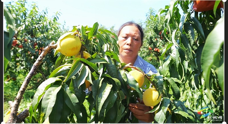 盤信鎮(zhèn)樓臺(tái)村：黃桃豐收季，甜蜜滿枝頭