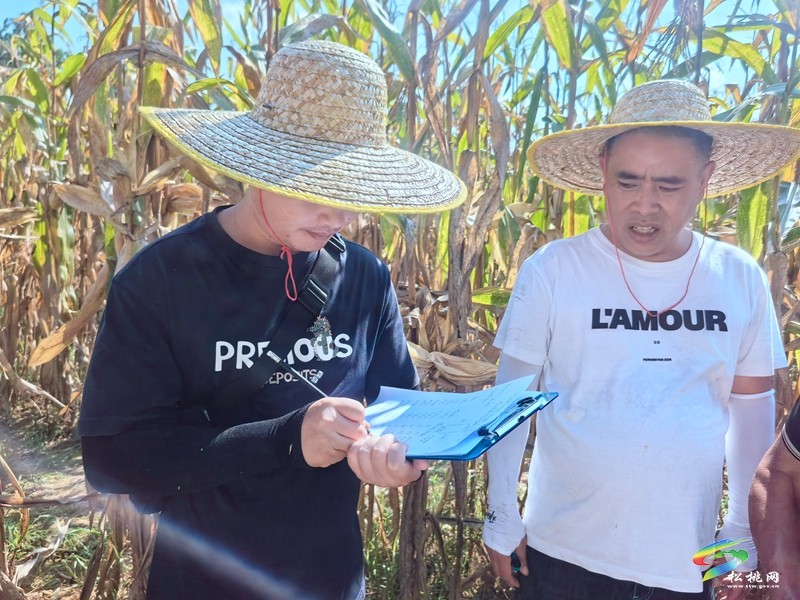 我縣開展大豆玉米帶狀復(fù)合種植臨田測產(chǎn) 助力農(nóng)業(yè)豐收
