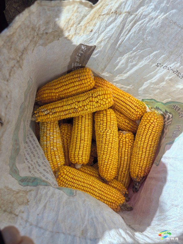 我縣開展大豆玉米帶狀復(fù)合種植臨田測產(chǎn) 助力農(nóng)業(yè)豐收