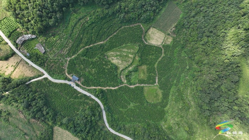 正大鎮(zhèn)薅菜村：黃桃掛滿枝 夏日好“豐”景