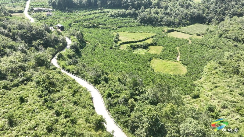 正大鎮(zhèn)薅菜村：黃桃掛滿枝 夏日好“豐”景