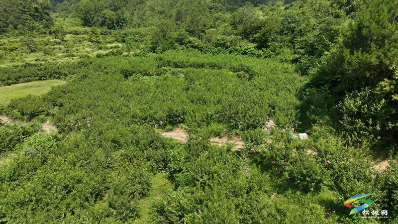 正大鎮(zhèn)薅菜村：黃桃掛滿枝 夏日好“豐”景