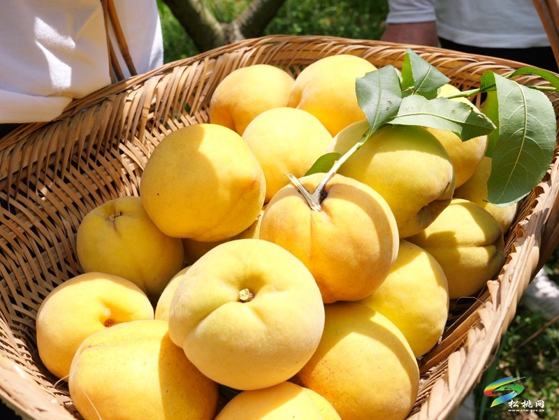 正大鎮(zhèn)薅菜村：黃桃掛滿枝 夏日好“豐”景