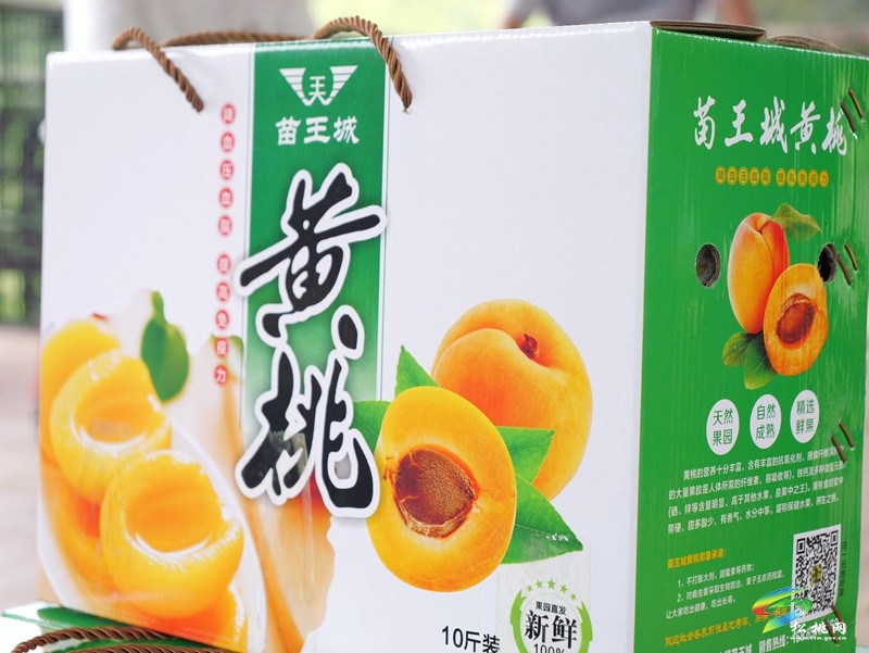 正大鎮(zhèn)薅菜村：黃桃掛滿枝 夏日好“豐”景