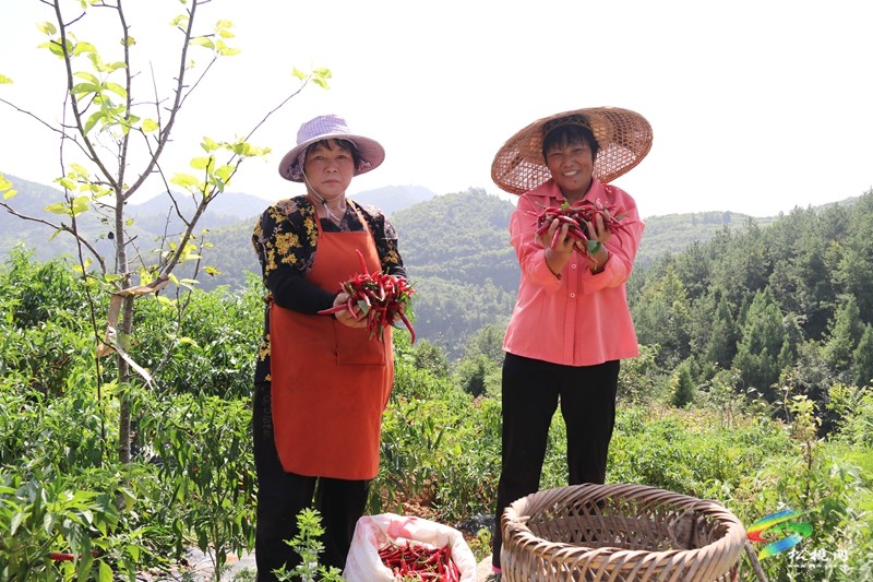 甘龍鎮(zhèn)：辣椒大豐收?農(nóng)民笑開顏