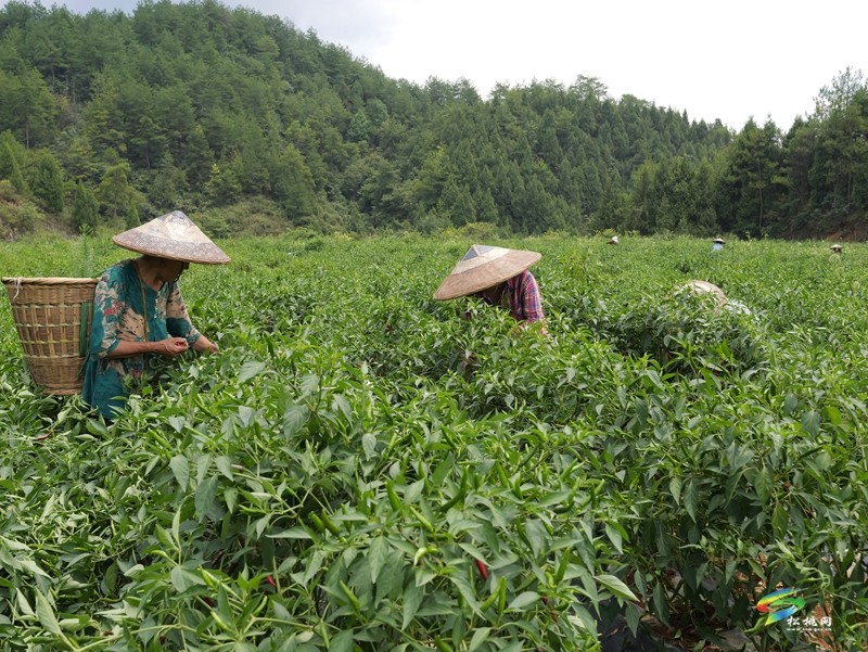 盤石鎮(zhèn)：辣椒田里話豐收