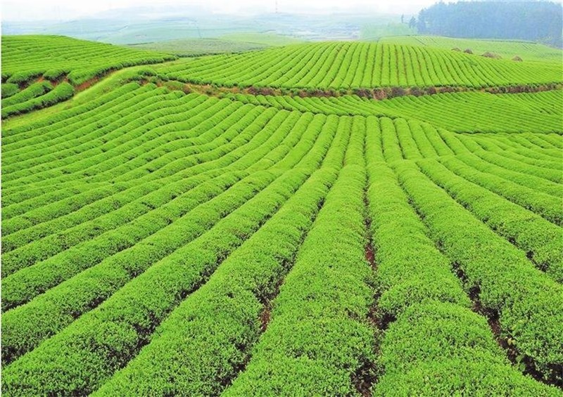 松桃千山逐綠向新行