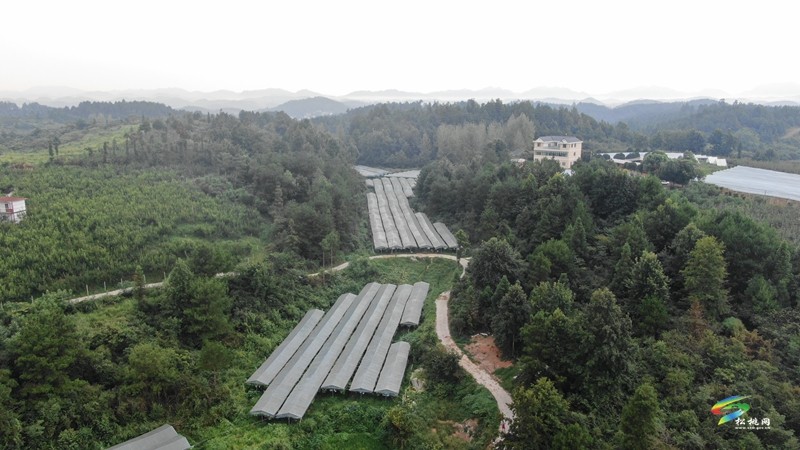 生態(tài)種植帶來甜蜜豐收