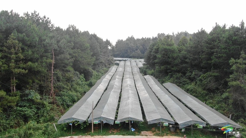 生態(tài)種植帶來甜蜜豐收