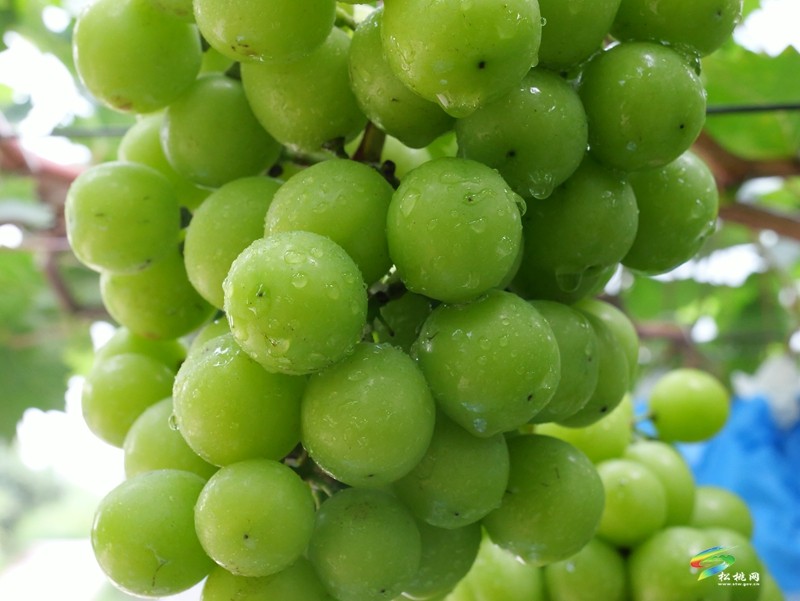 生態(tài)種植帶來甜蜜豐收