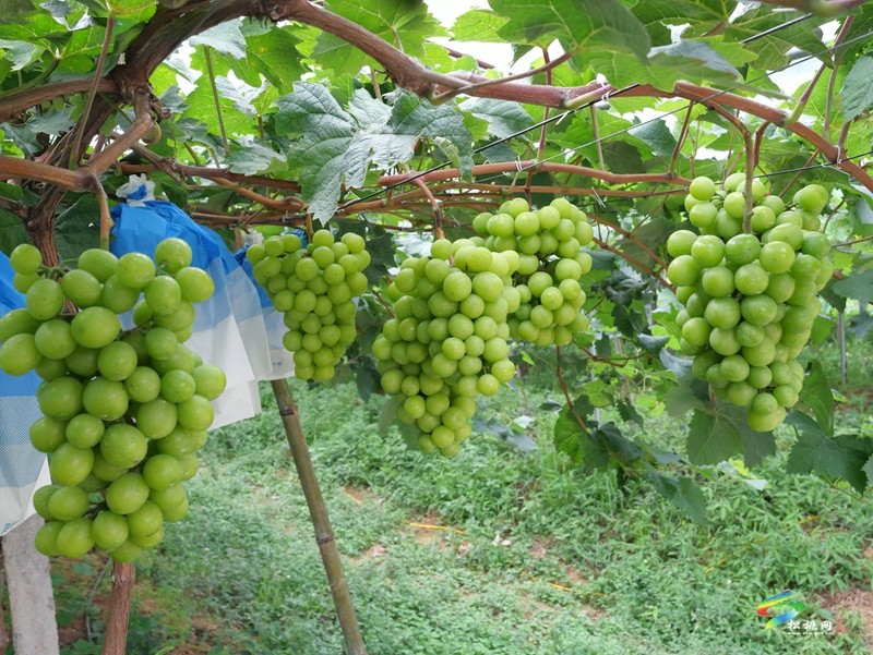 生態(tài)種植帶來甜蜜豐收