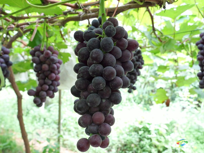 生態(tài)種植帶來甜蜜豐收