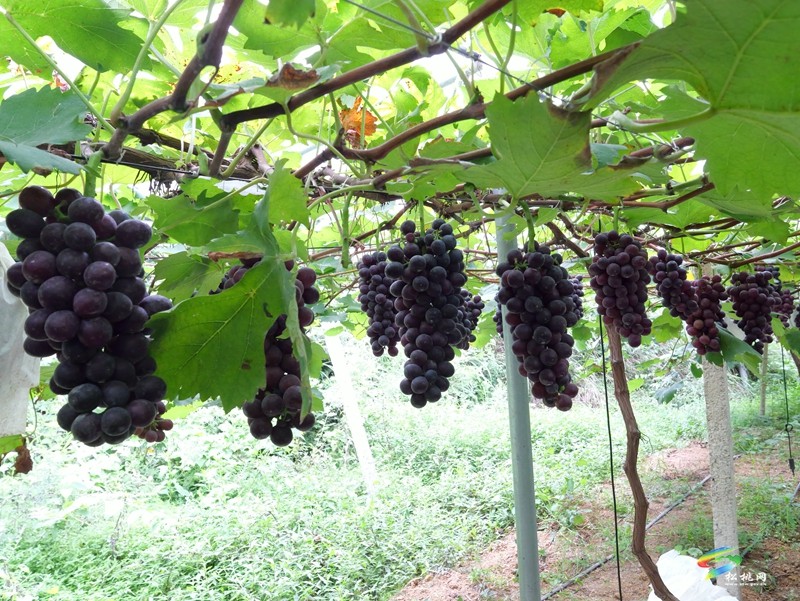 生態(tài)種植帶來甜蜜豐收