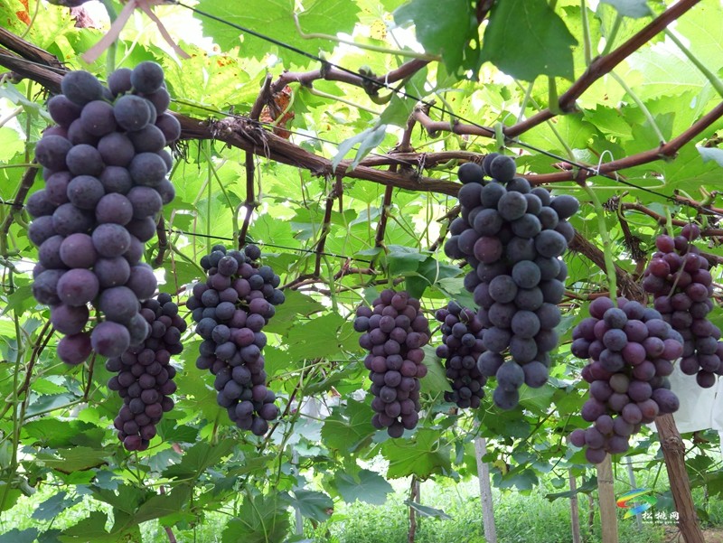 生態(tài)種植帶來甜蜜豐收