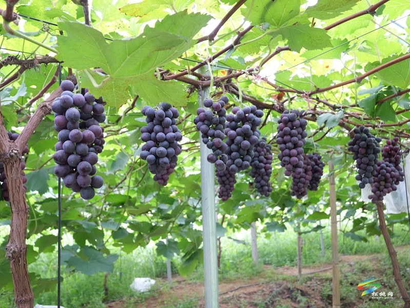 生態(tài)種植帶來甜蜜豐收
